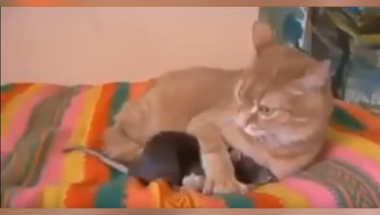 rat and cat friendship viral video 
