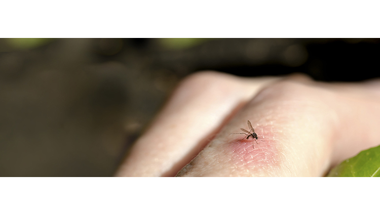 Mosquito bites facts