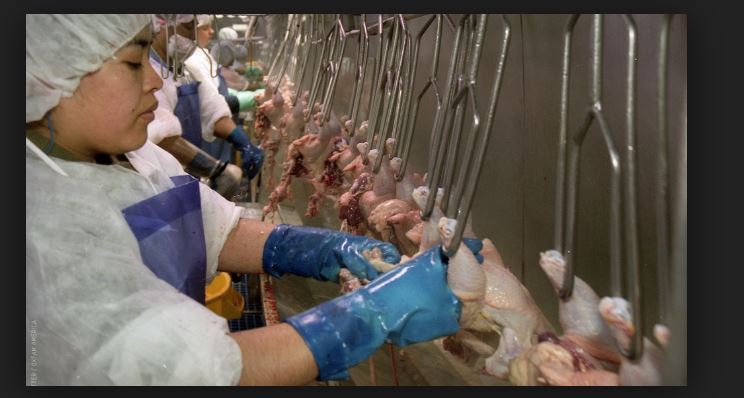 Poultry Workers Denied Bathroom Breaks Wear Diapers