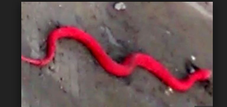 Red Colored Snakes seen In Indore know the truth