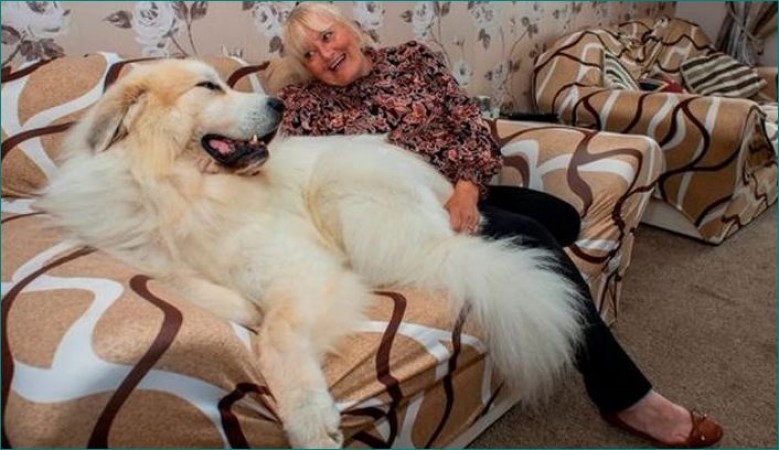 Six feet tall dog boris who weighs 50 kgs and lives in luxurious house