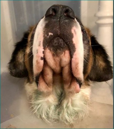 Woman discovers her dogs coat has turned green