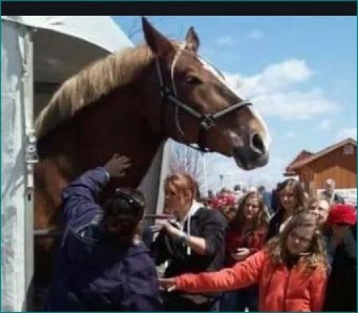 World tallest horse Big Jake dies at 20 in US 