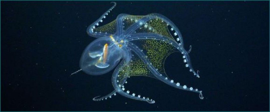 Glass octopus which has transparent skin and visible organs 