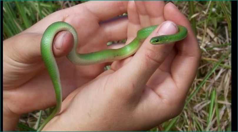 rainy season Woman pulled green vine snake
