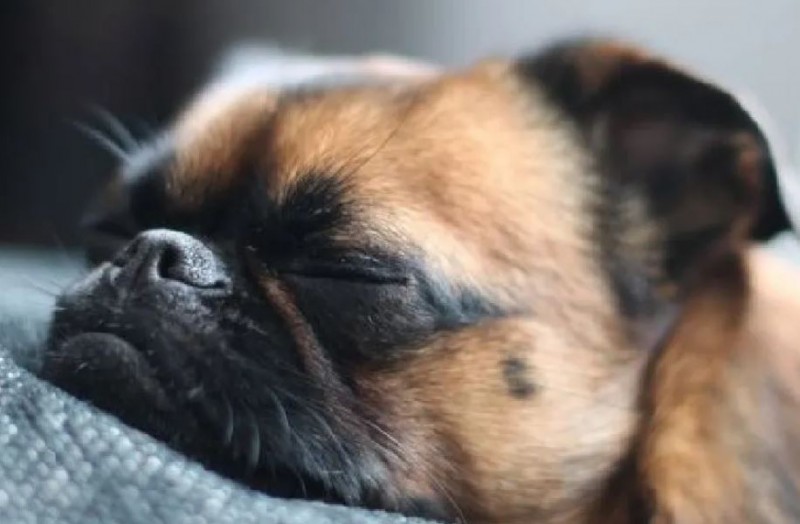 Why Do Dogs Sleep So Much know the science behind it