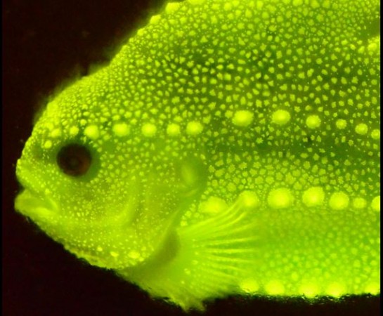Lumpfish glow ultraviolet The Fish can change their color like chameleon