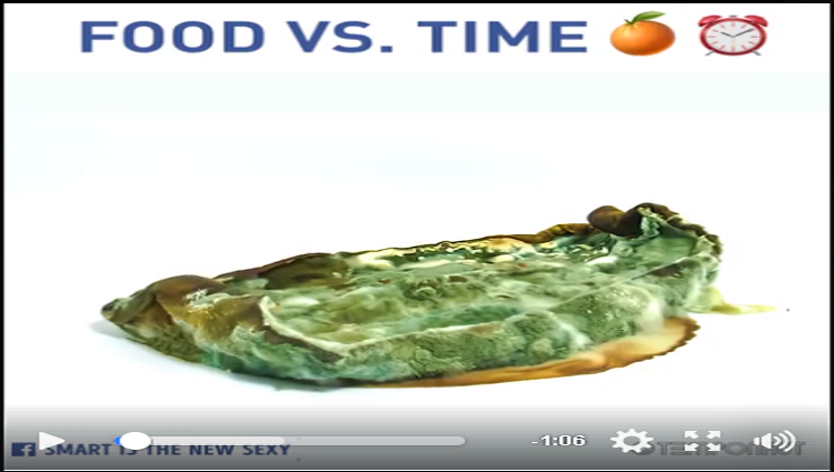 This time lapse captures how foods decompose