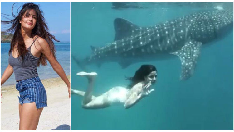 VIDEO: Katrina Kaif swims with the whale