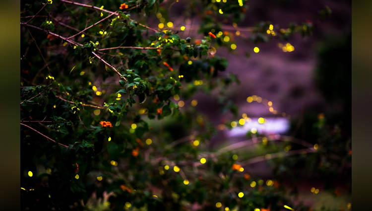 A Maharashtra's Village Organizes A Fair To See Fireflies 