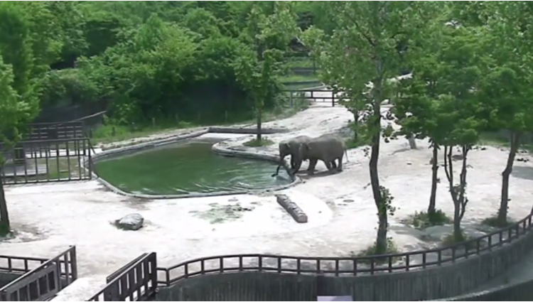 adult elephants save calf from drowning in south korea zoo