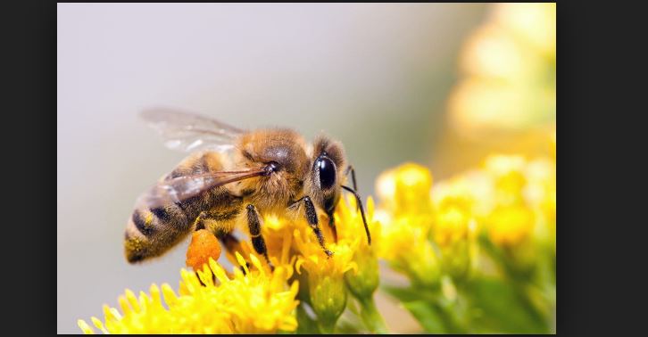 Interesting facts about honey bees