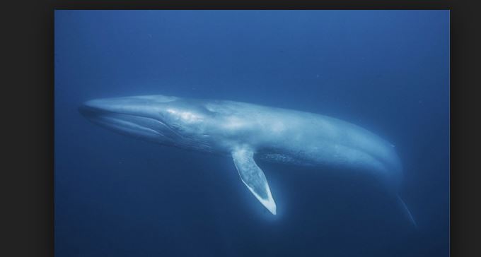 Amazing facts about the Blue Whale