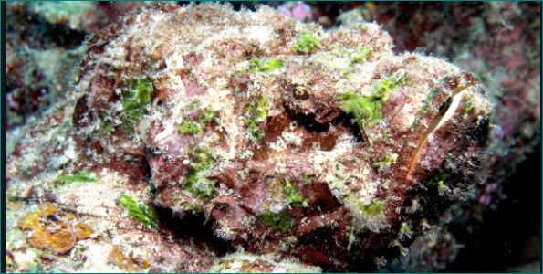 Stonefish The Most Venomous Fish in the World