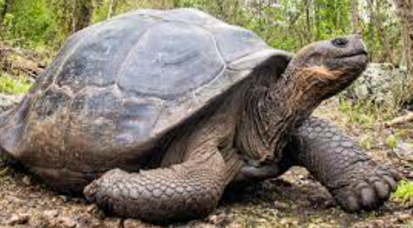 buy this 94 year old tortoise gets a luxurious house free