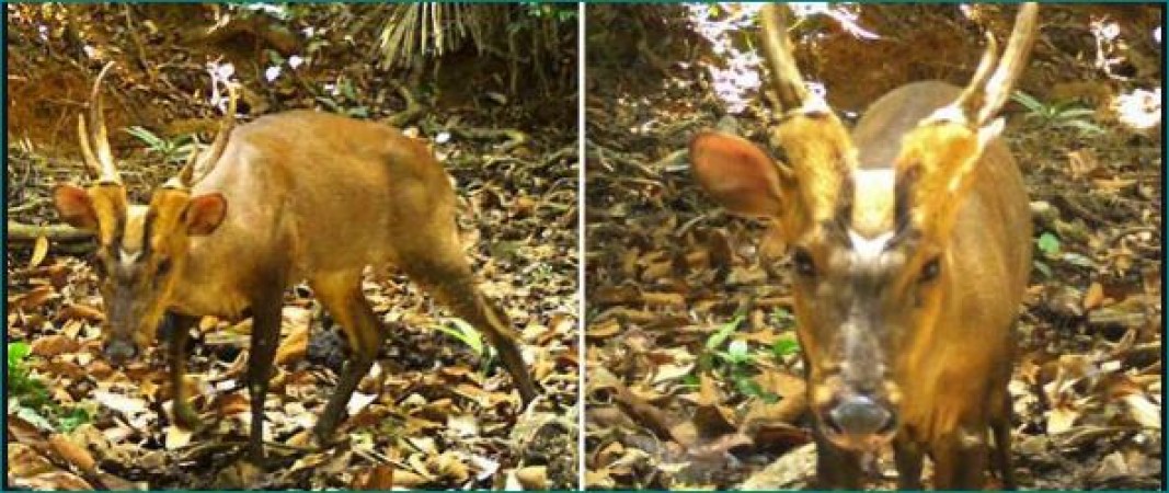 Rare giant barking deer spotted in Cambodia