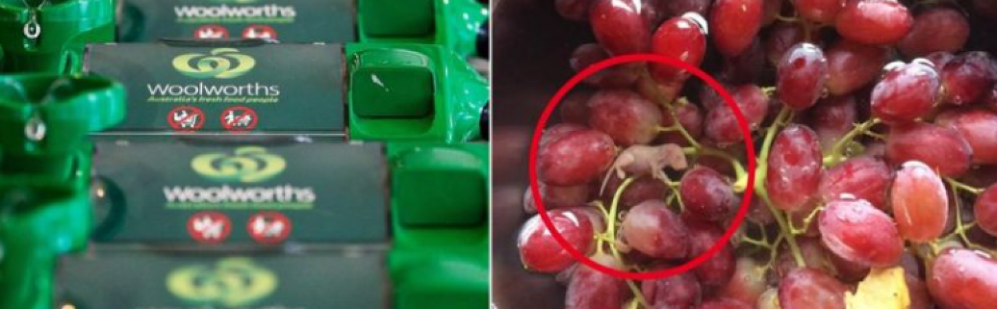 Woman finds mouse fetus in grapes packet