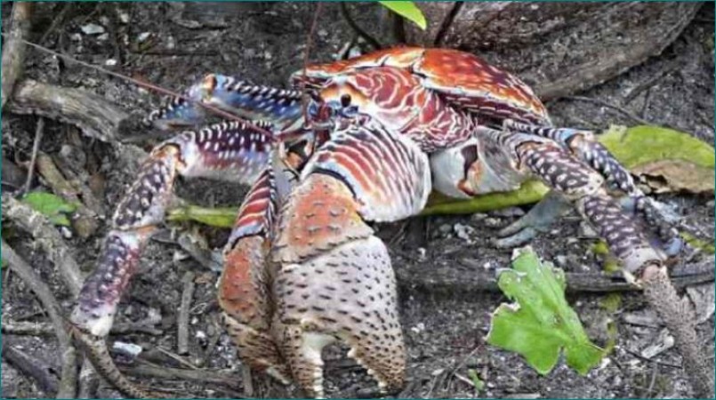 FACT ABOUT Coconut crab
