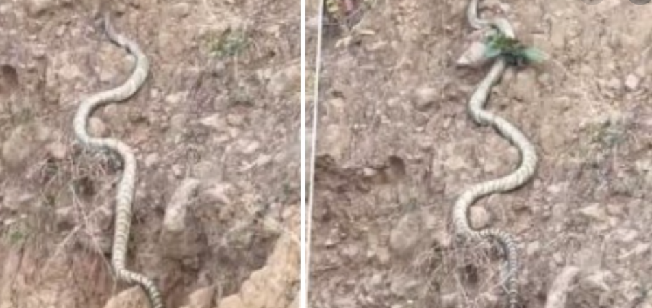 Video of huge King Cobra in Himachal Pradesh