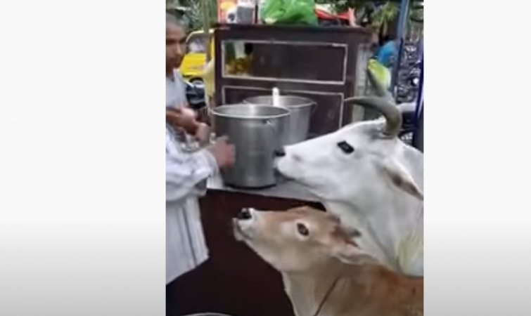 Cow eating pani puri