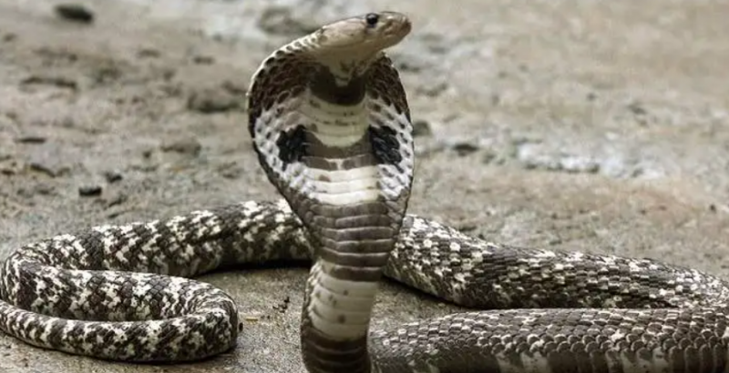 Chinese Man Bitten By Venomous Cobra After Animal Seller Sent Out The Wrong One Almost Get Killed