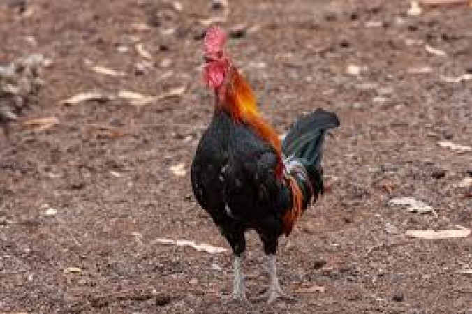 Know how a chicken made its owner a millionaire