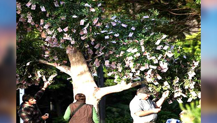 money grows on trees in australia