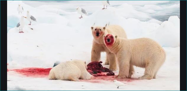 Human disturbance increasing cannibalism among polar bears