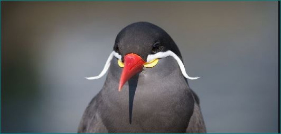 The Bird Behind the Mustache
