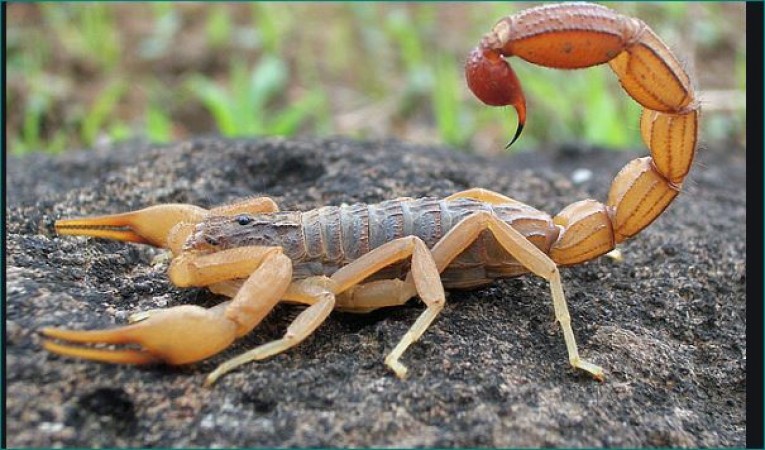Holi Special Saunthana Holi Scorpions