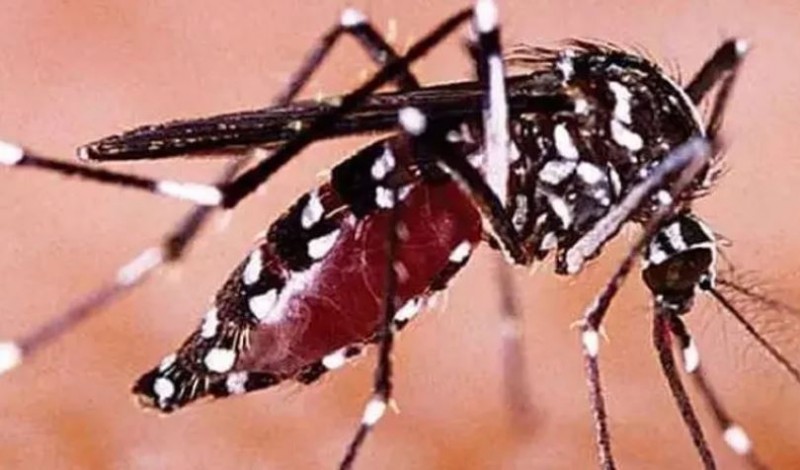 interesting facts about mosquitoes