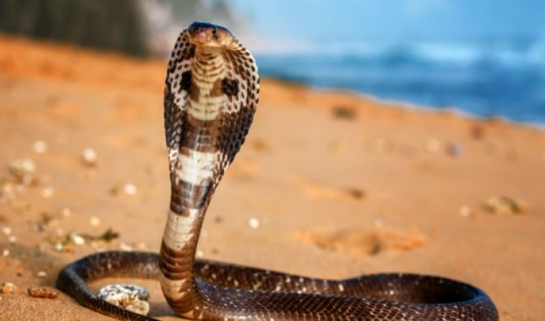 Interesting Facts about Western Hook Nosed Snake who having unique defense system