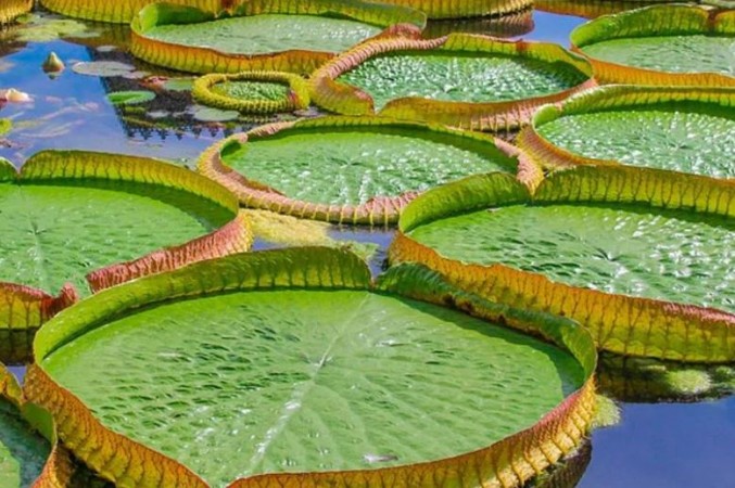 Know About Giant Lilies flower and which is famous for leave and weight limit of these leaves