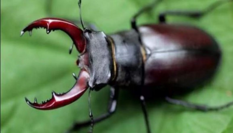Stag Beetle world most expensive insect