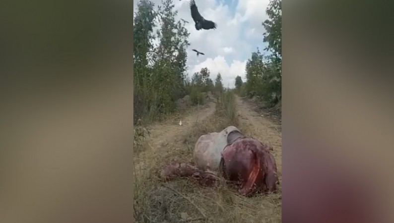 The body of a large animal was lying on the ground; many vultures fell on it.