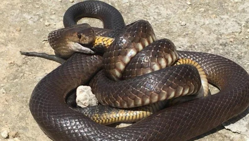 Snakes fought with each other while romancing and then what happened