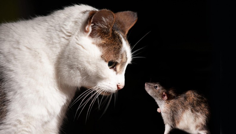 The cat ran away from the rat, not the rat