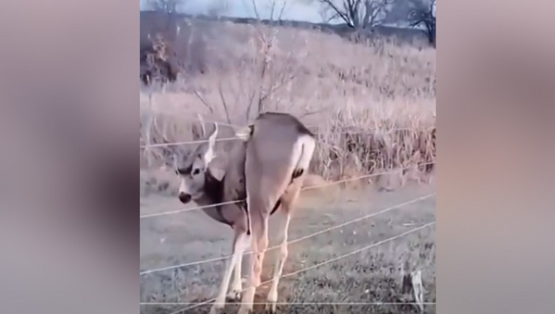 Innocent deer got stuck between barbed wires, this is how people helped