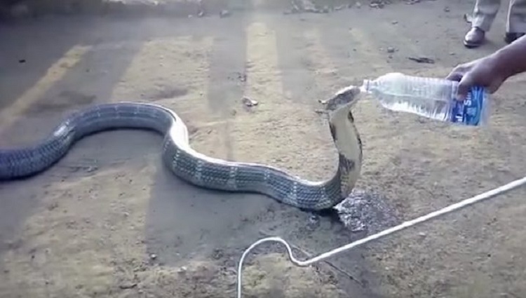 thirsty snake drink water from bottle