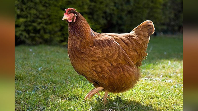 Meet The Millionaire Chicken