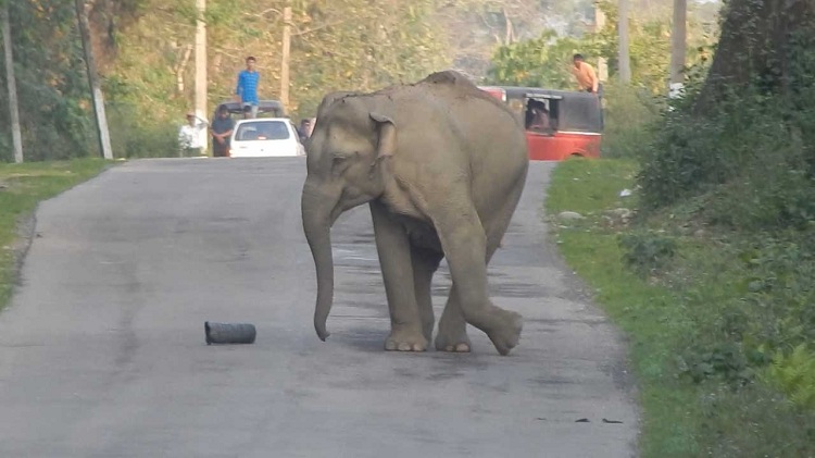 Young Elephant Blocks Road Playing Football
