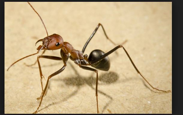 cool facts about ants