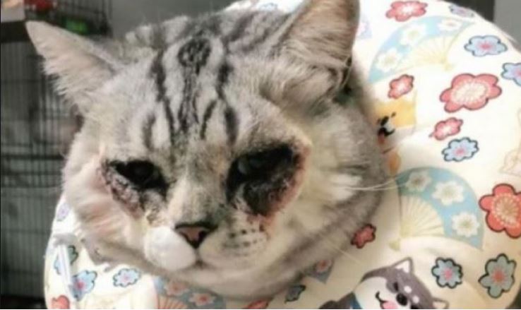 Chinese woman spends 2000 on plastic surgery for cat ugly