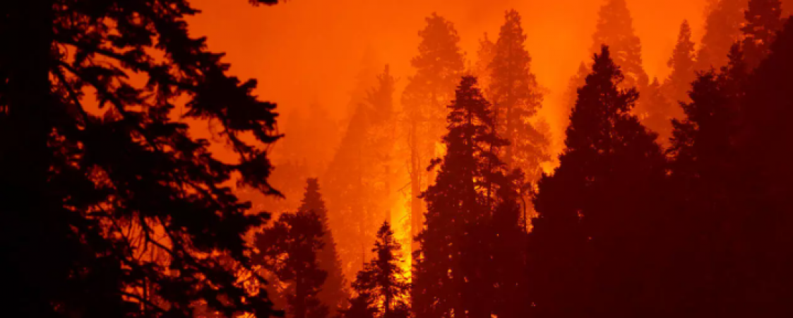 Giant sequoia found still smoldering from 2020 California