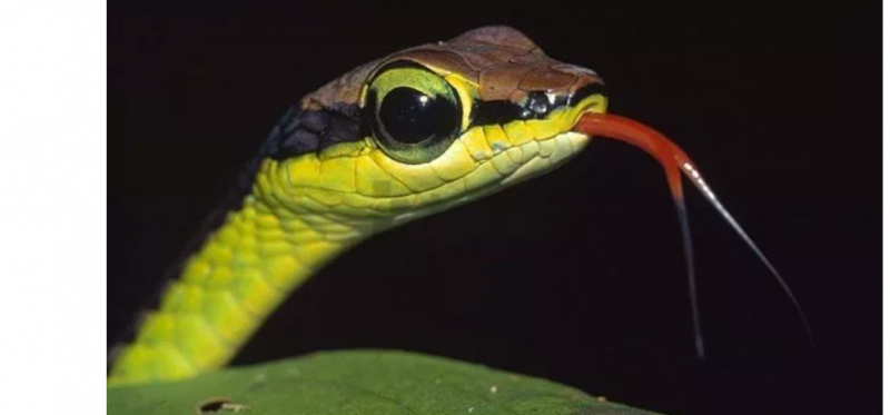 why do snakes flick their tongues