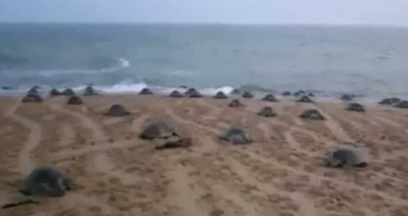 Positive effect of lockdown Thousands of turtles arrived on the coast of Odisha Video Viral