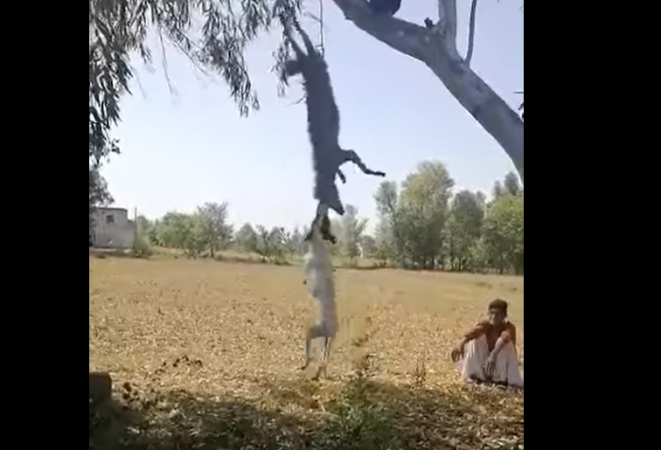 Dog mauls jackal tied to tree by Punjab villagers 
