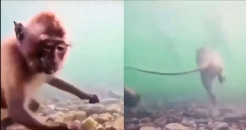 Viral Video Monkey Swimming Underwater