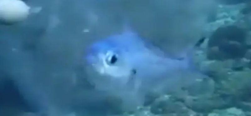 Scuba Diver rescuing a fish trapped inside a plastic bag