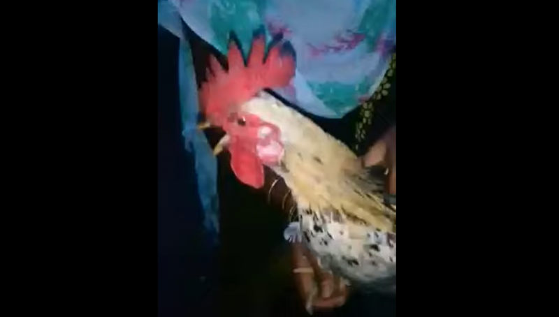 rooster shouted allah allah